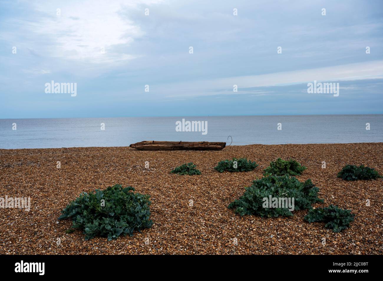 !40-year old wooden groyne or breakwater washed up on the beach due to coastal erosion, Bawdsey Ferry, Suffolk, UK. Stock Photo
