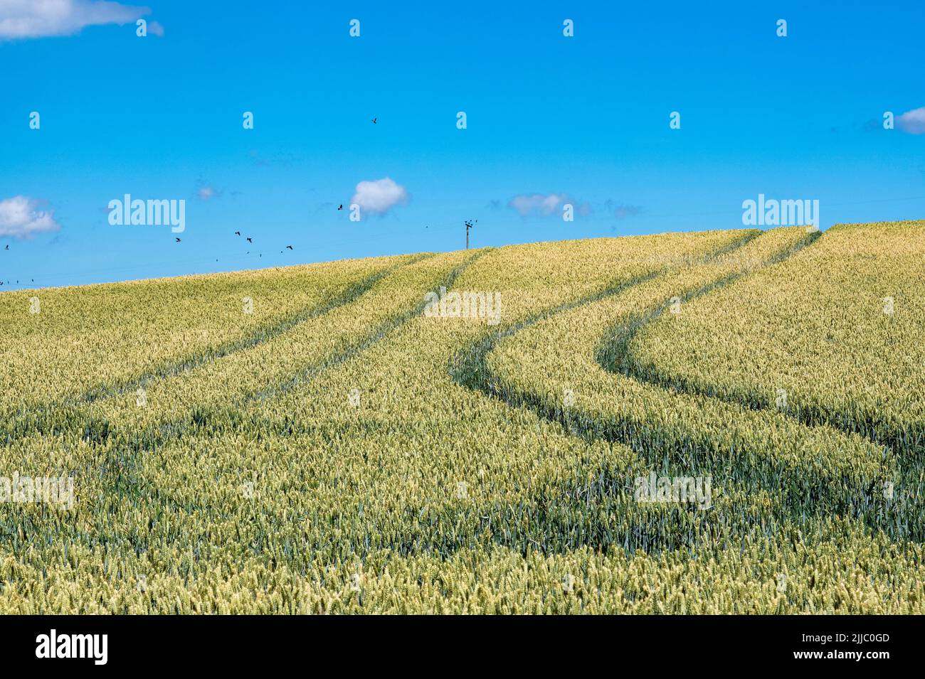 Wheat field Parham Suffolk England Stock Photo