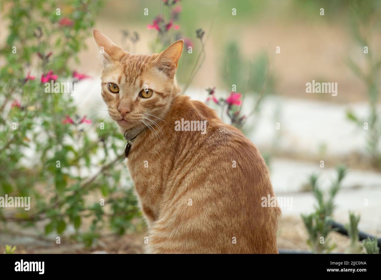 Cat portrait on a spring day with colorful background. Stock Photo