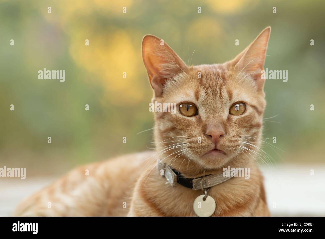 Ginger male cat hi-res stock photography and images - Alamy
