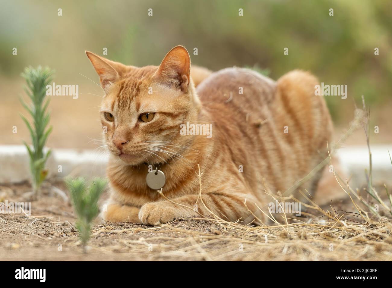 Ginger male cat sitting at the garden. Close up view. Stock Photo