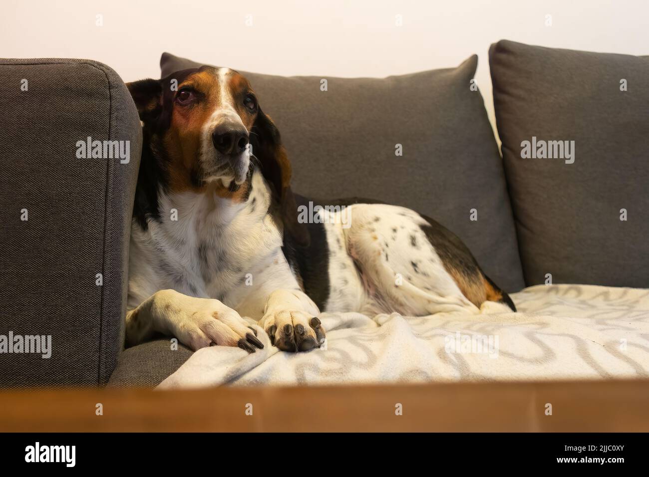 Spoiled dog with long ears sitting on the couch. Stock Photo