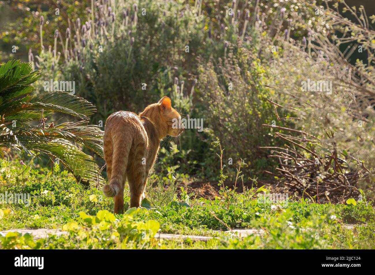 Ginger cat out in the nature on a sunny day. Stock Photo