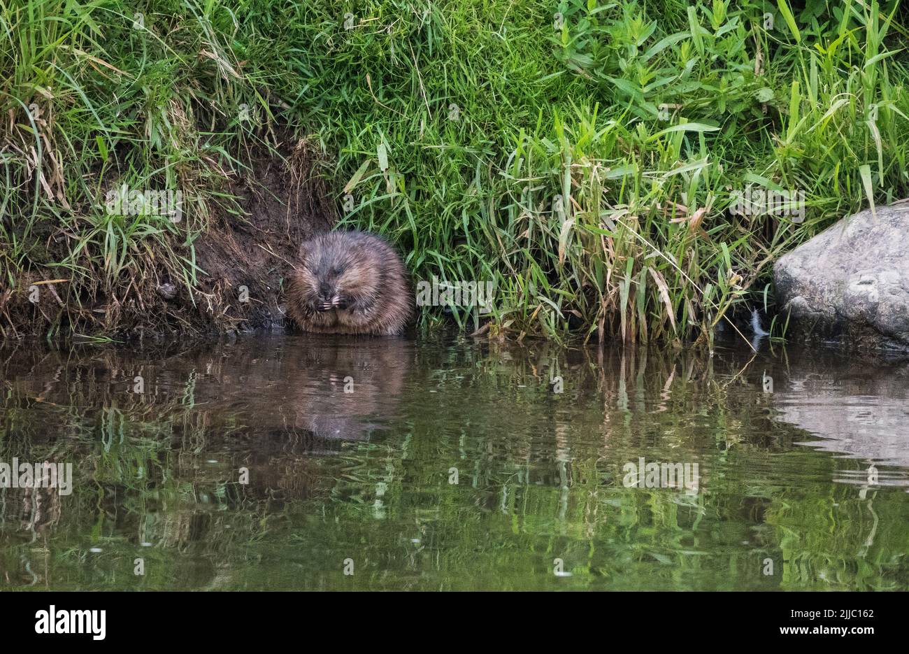 a coypu swimming in the river in luxembourg Stock Photo