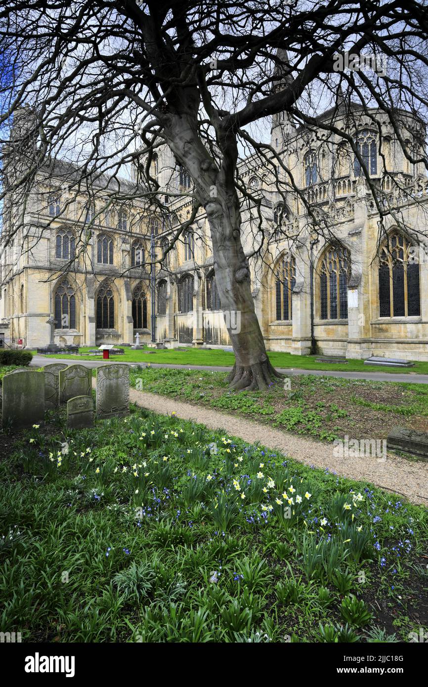Spring Daffodil flowers, Peterborough Cathedral, Peterborough City
