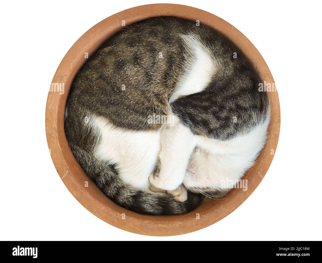 Cat sleeping inside a pot isolated on white. A funny moment. Stock Photo