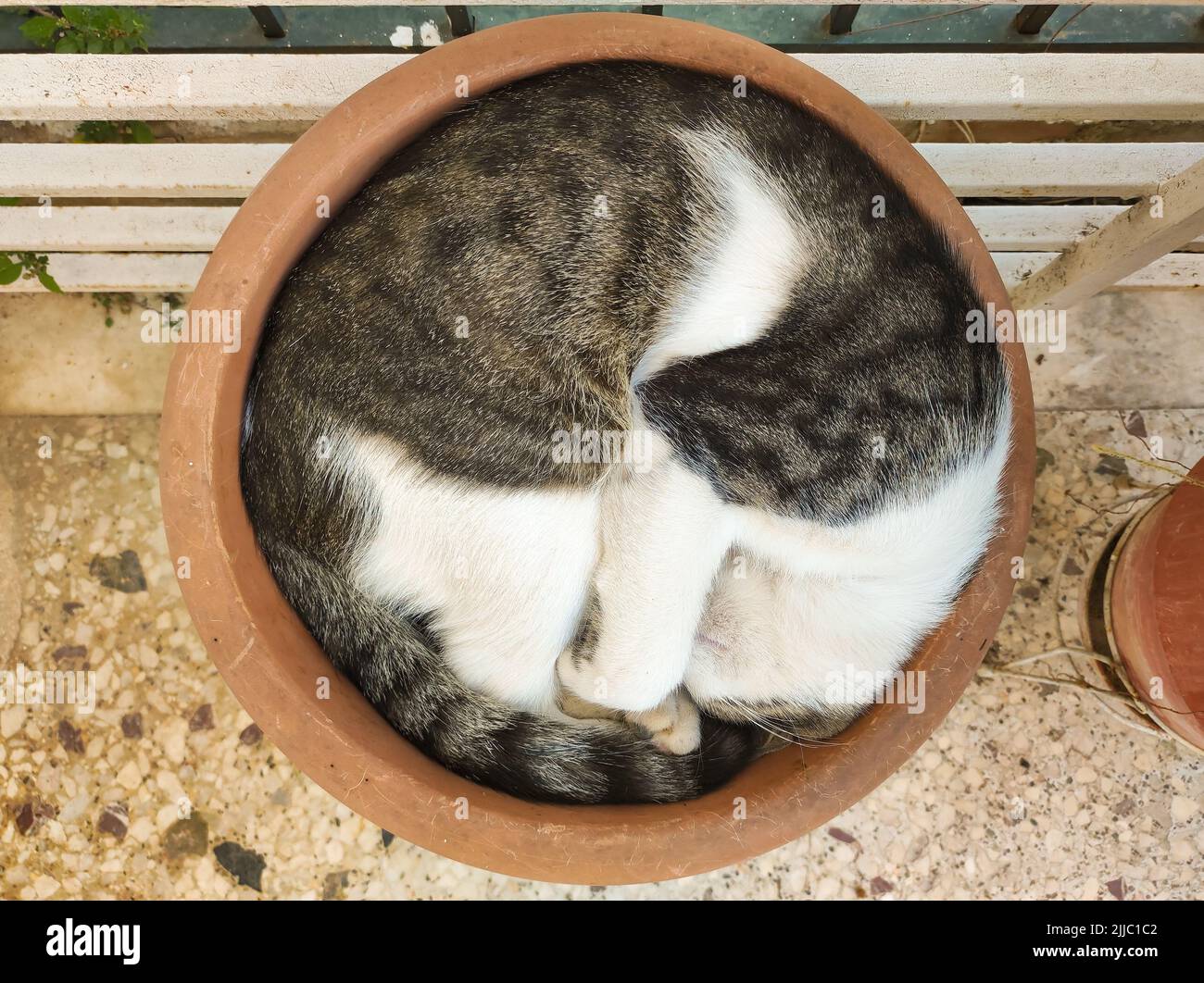 Cat sleeping inside a pot. A funny moment. Stock Photo