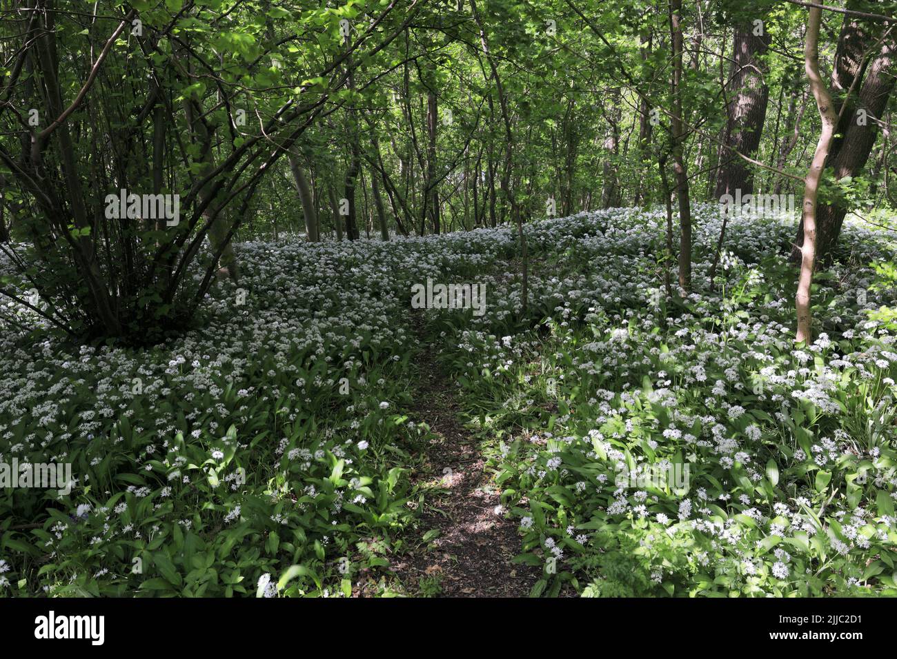 Wild Garlic flowers in woodland, (Allium Ursinum), Ferry Meadows