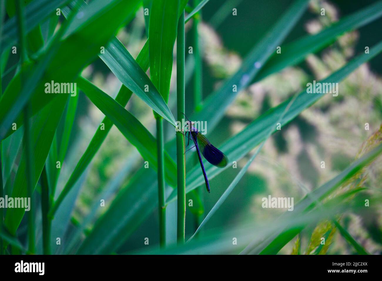 A closeup of blue dragonfly perching on plant stem Stock Photo - Alamy