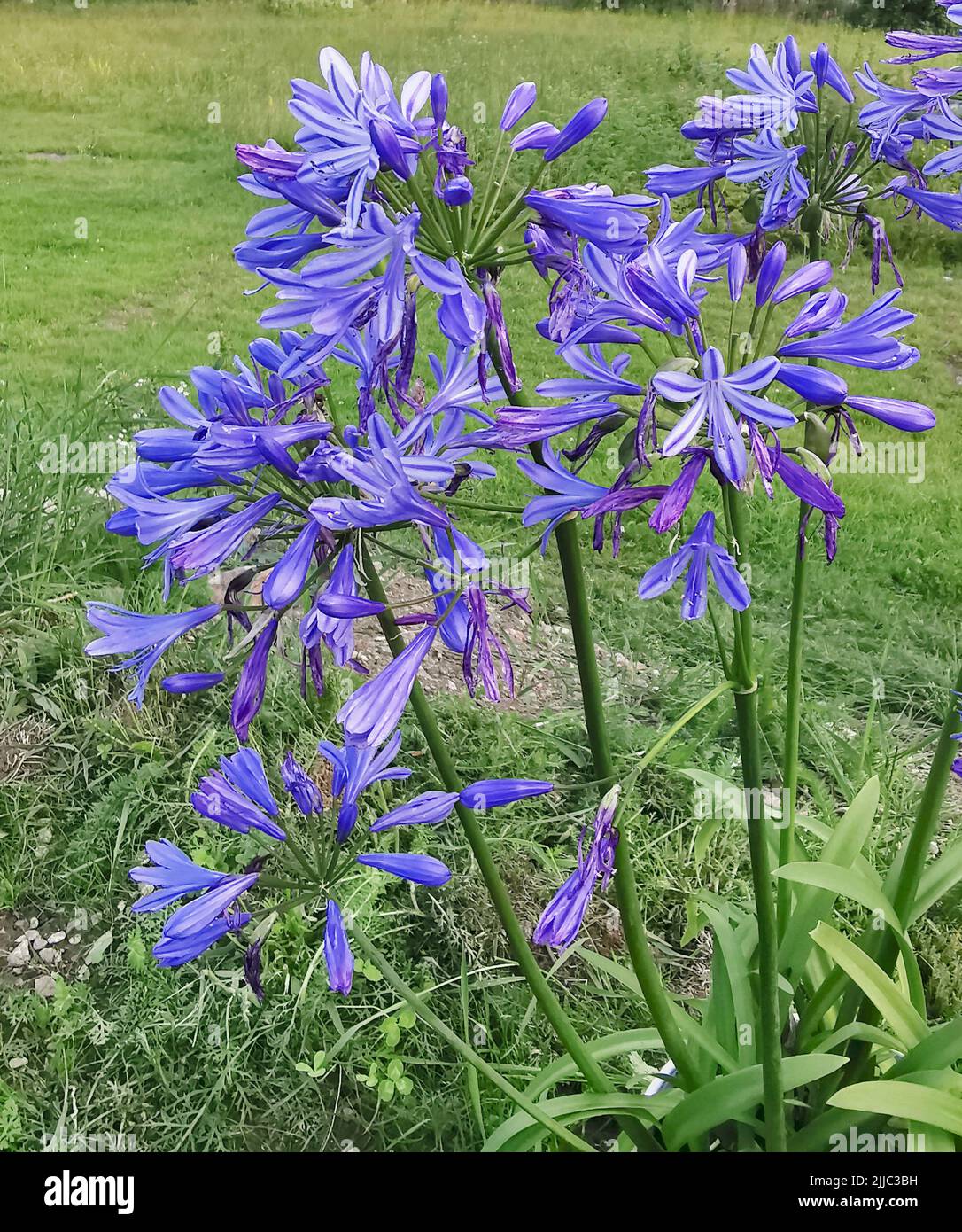 African blue lily Stock Photo Alamy