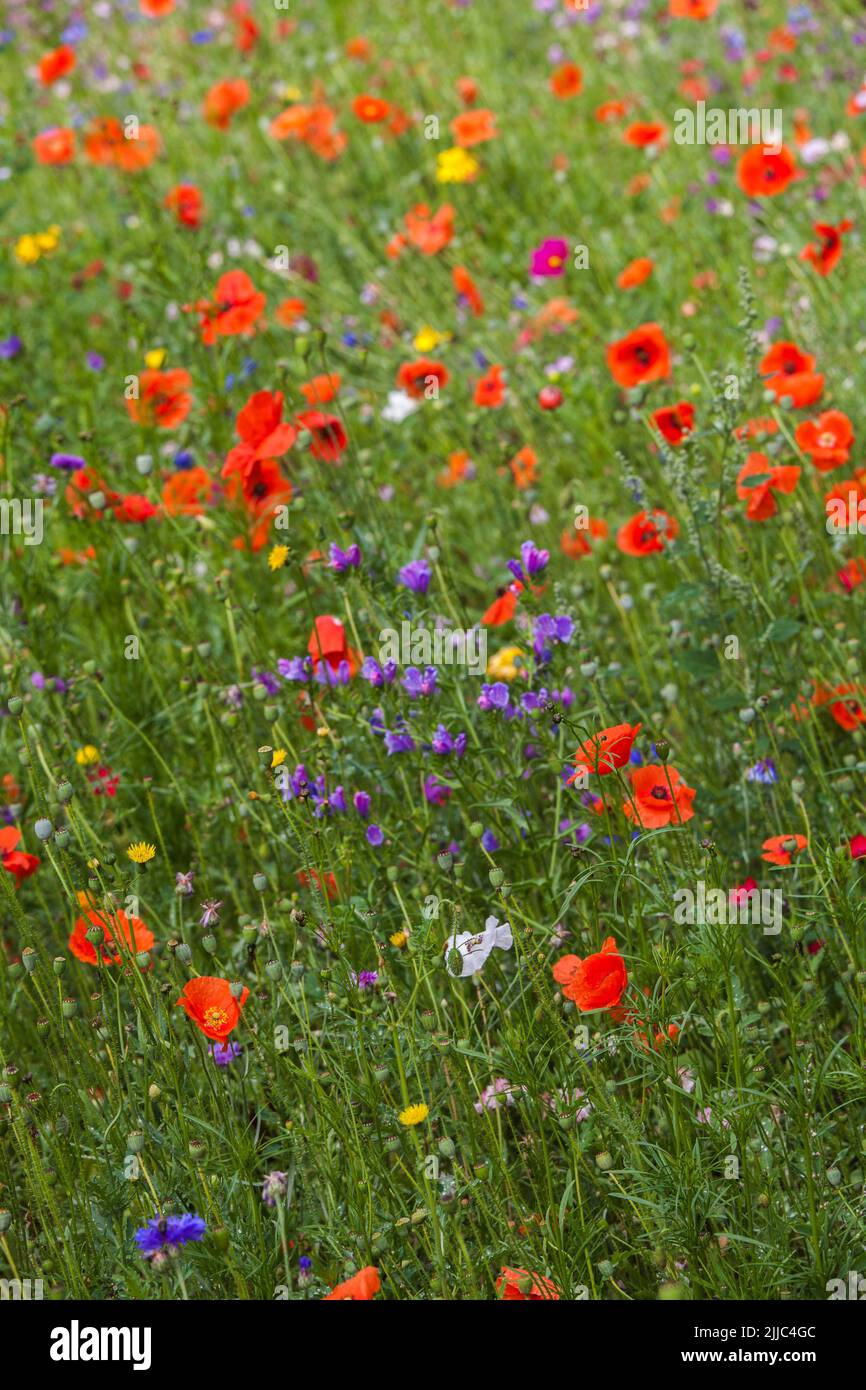 Close up of  colourful wild flowers growing in Darlington town centre,England,UK Stock Photo