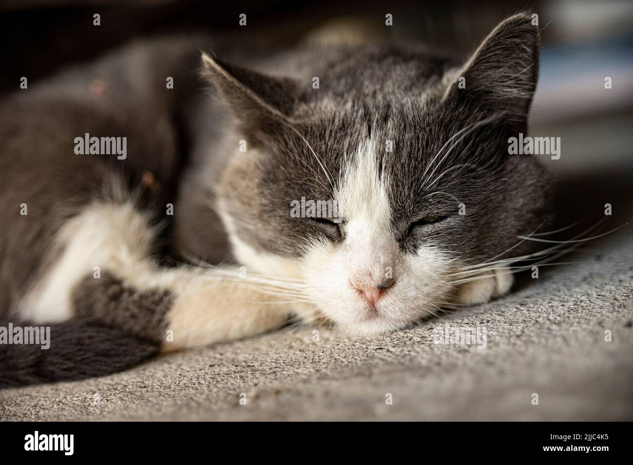 Cute Gray Domestic Cat sleep on the floor - Domestic cat portrait close ...