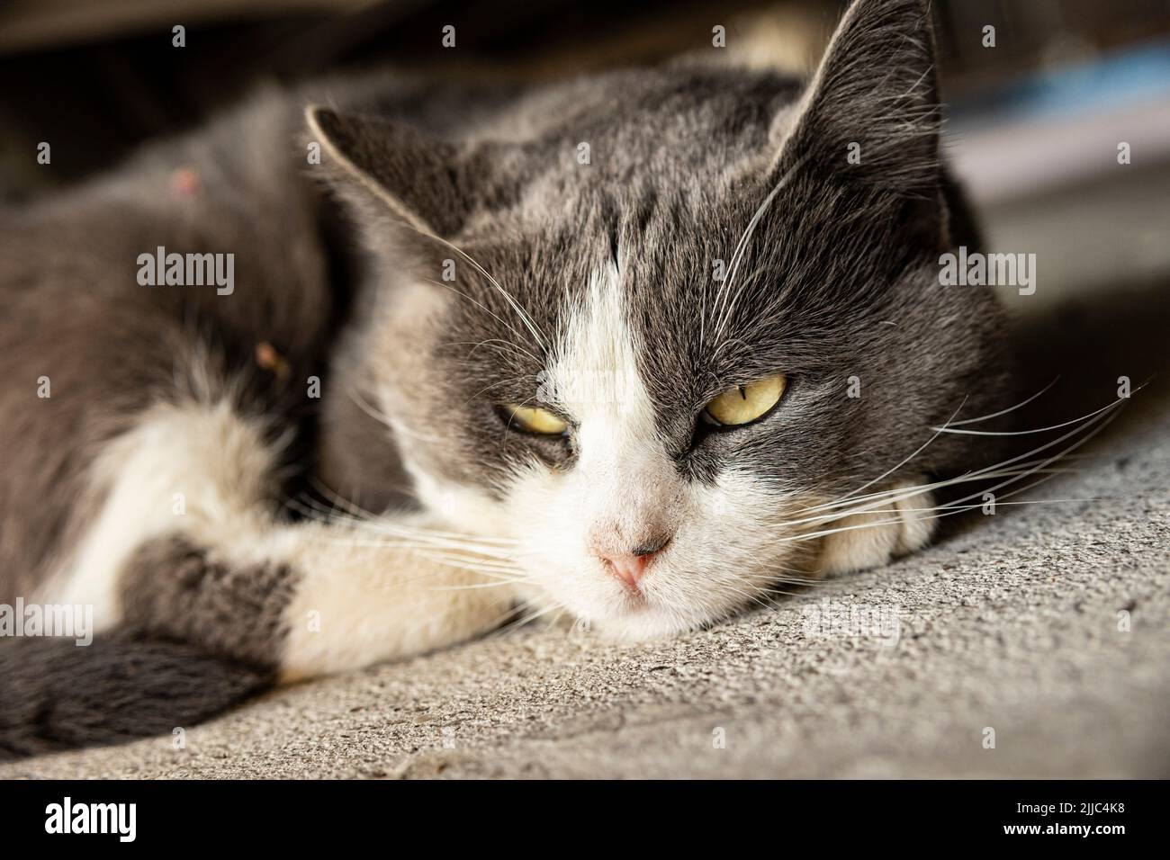 Cute Gray Domestic Cat sleep on the floor - Domestic cat portrait close ...