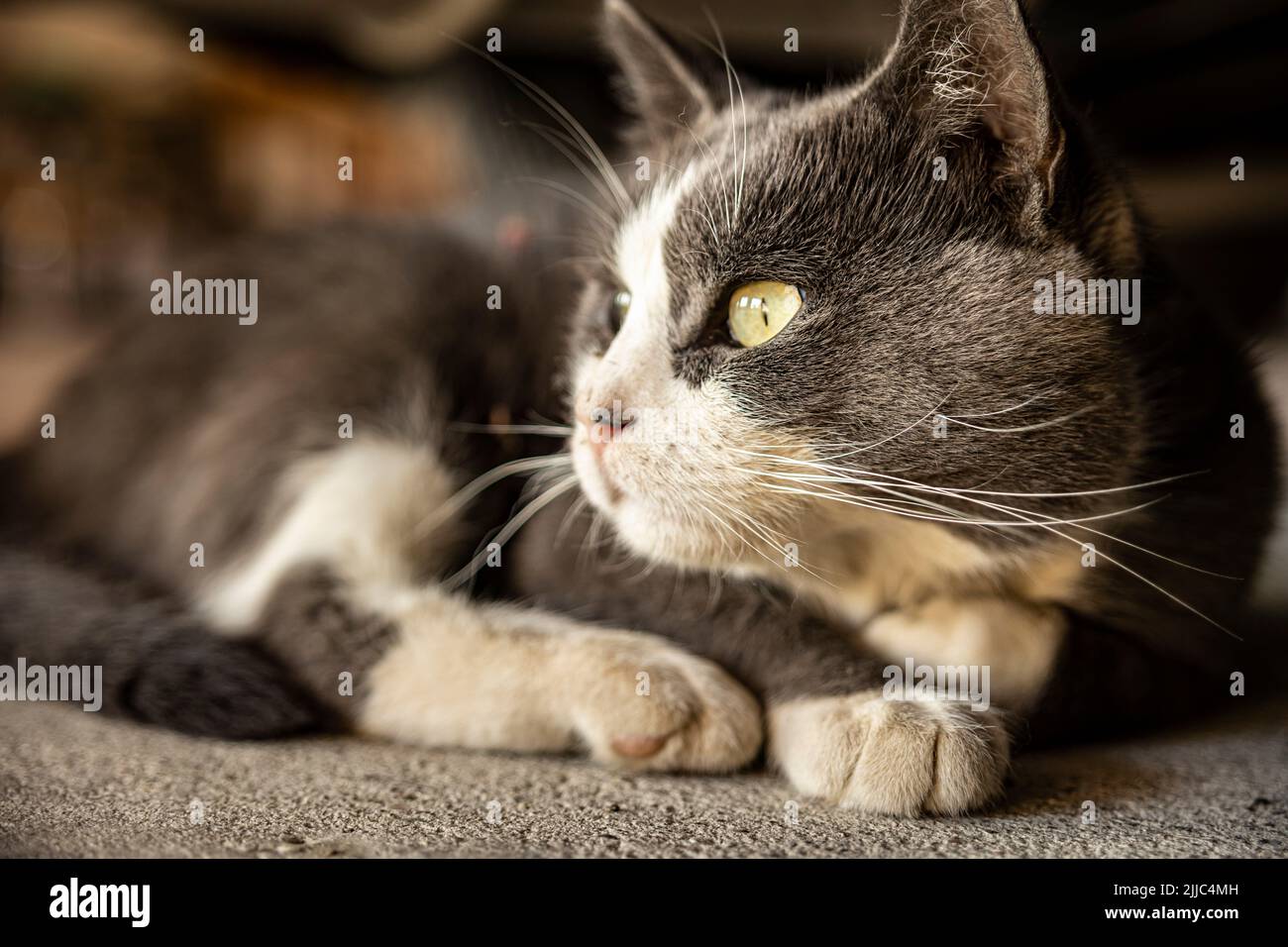 Cute Gray Domestic Cat sleep on the floor - Domestic cat portrait close ...
