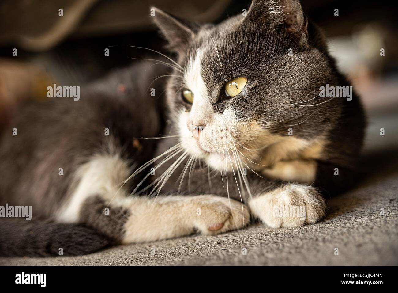 Cute Gray Domestic Cat sleep on the floor - Domestic cat portrait close ...