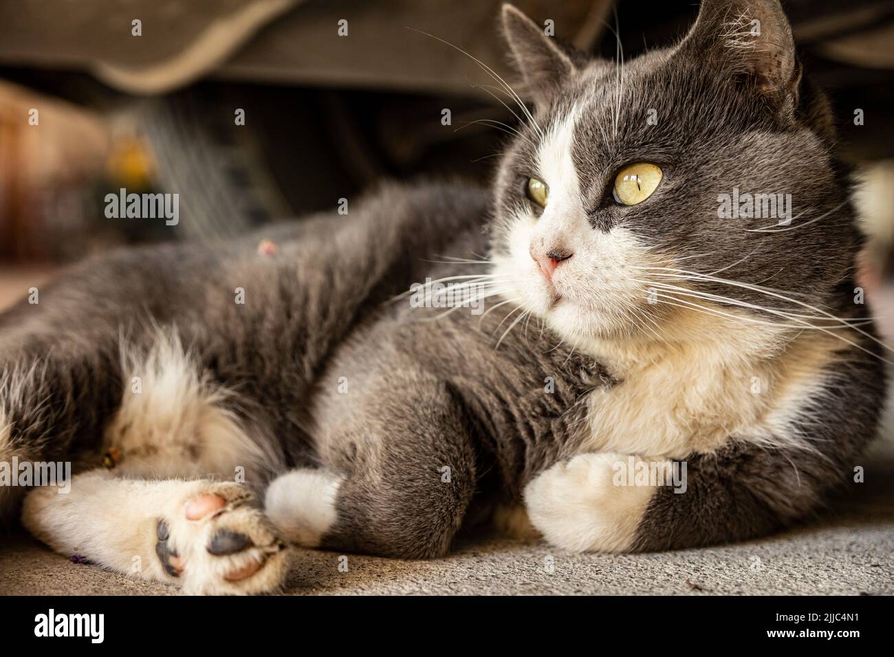 Cute Gray Domestic Cat sleep on the floor - Domestic cat portrait close ...