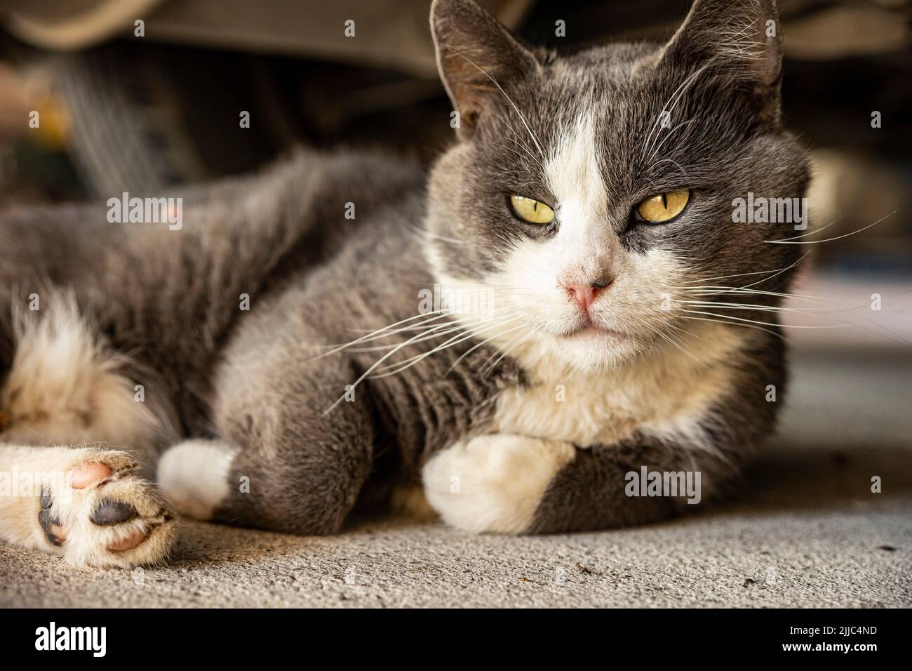 Cute Gray Domestic Cat sleep on the floor - Domestic cat portrait close ...