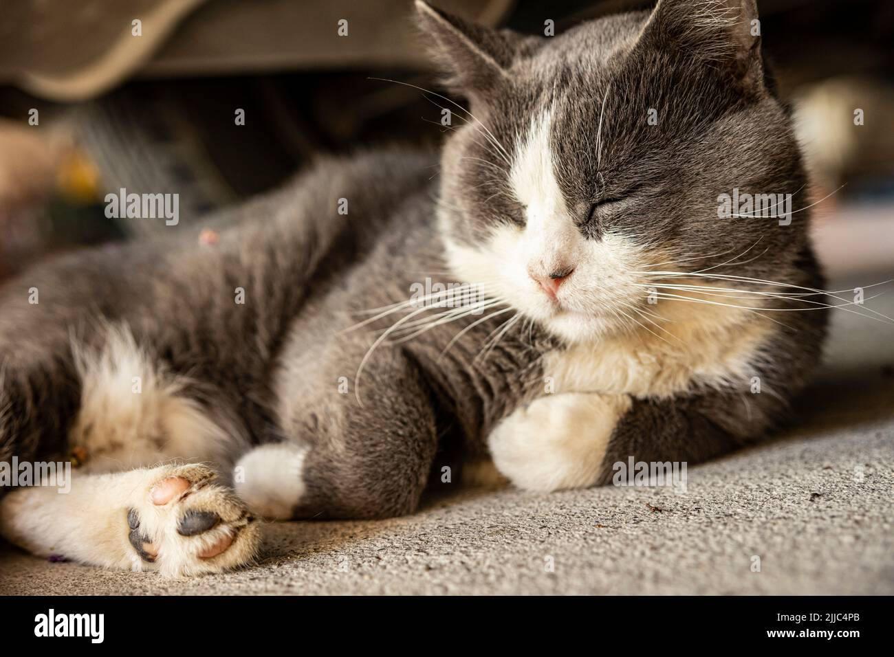 Cute Gray Domestic Cat sleep on the floor - Domestic cat portrait close ...