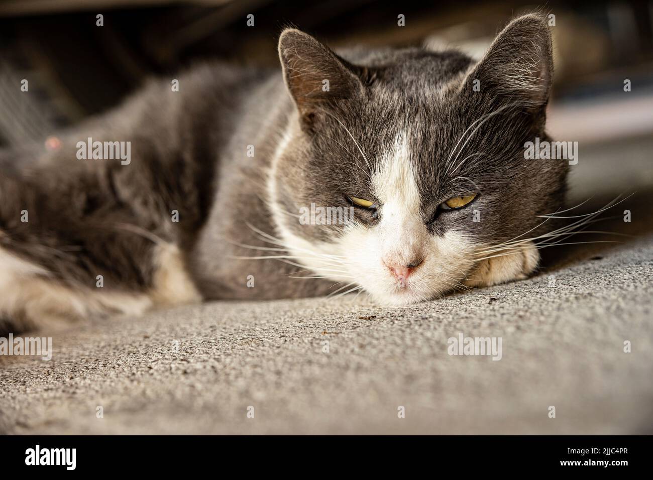 Cute Gray Domestic Cat sleep on the floor - Domestic cat portrait close ...