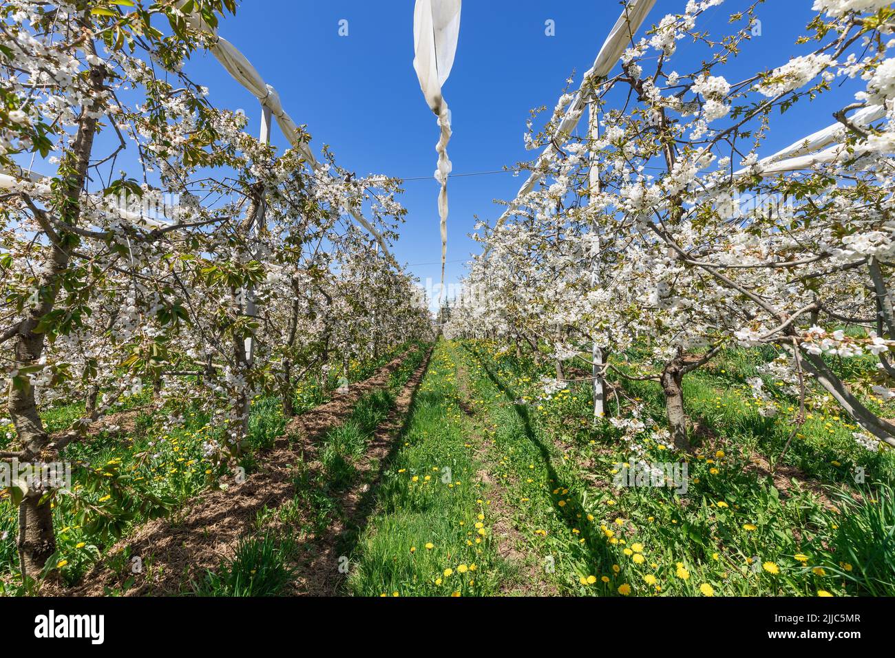 Blooming young apple bushes on green grass with yellow dandelions, open from under a canopy towards the spring sun and blue sky, Val di Non, Trentino Stock Photo