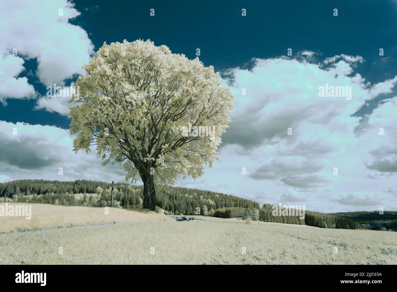 An infrared shot of a lonely tree under the blue sky and white clouds ...