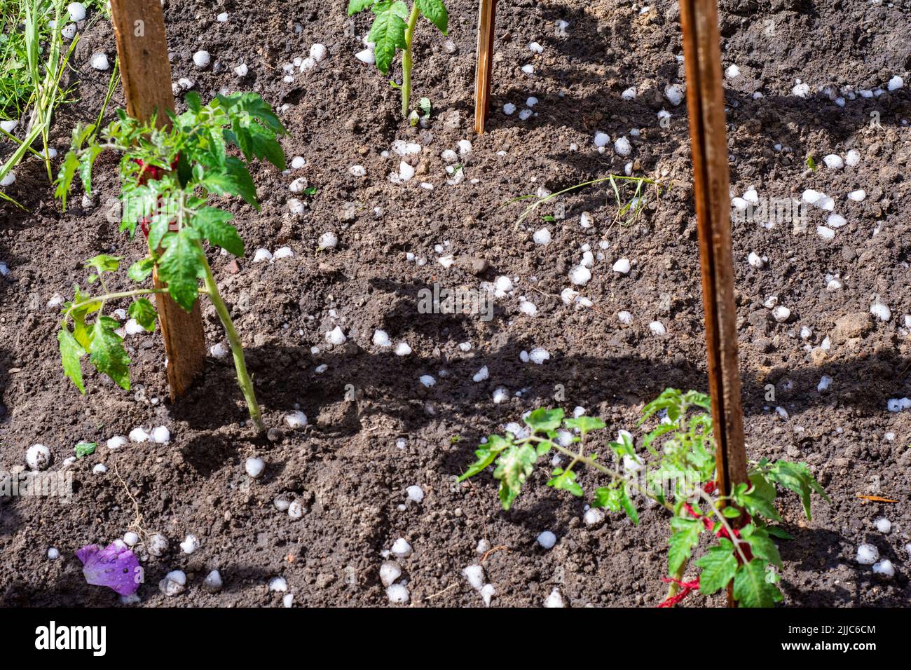 Hail falls on small plants in pots and in the ground during hot summer. Stock Photo
