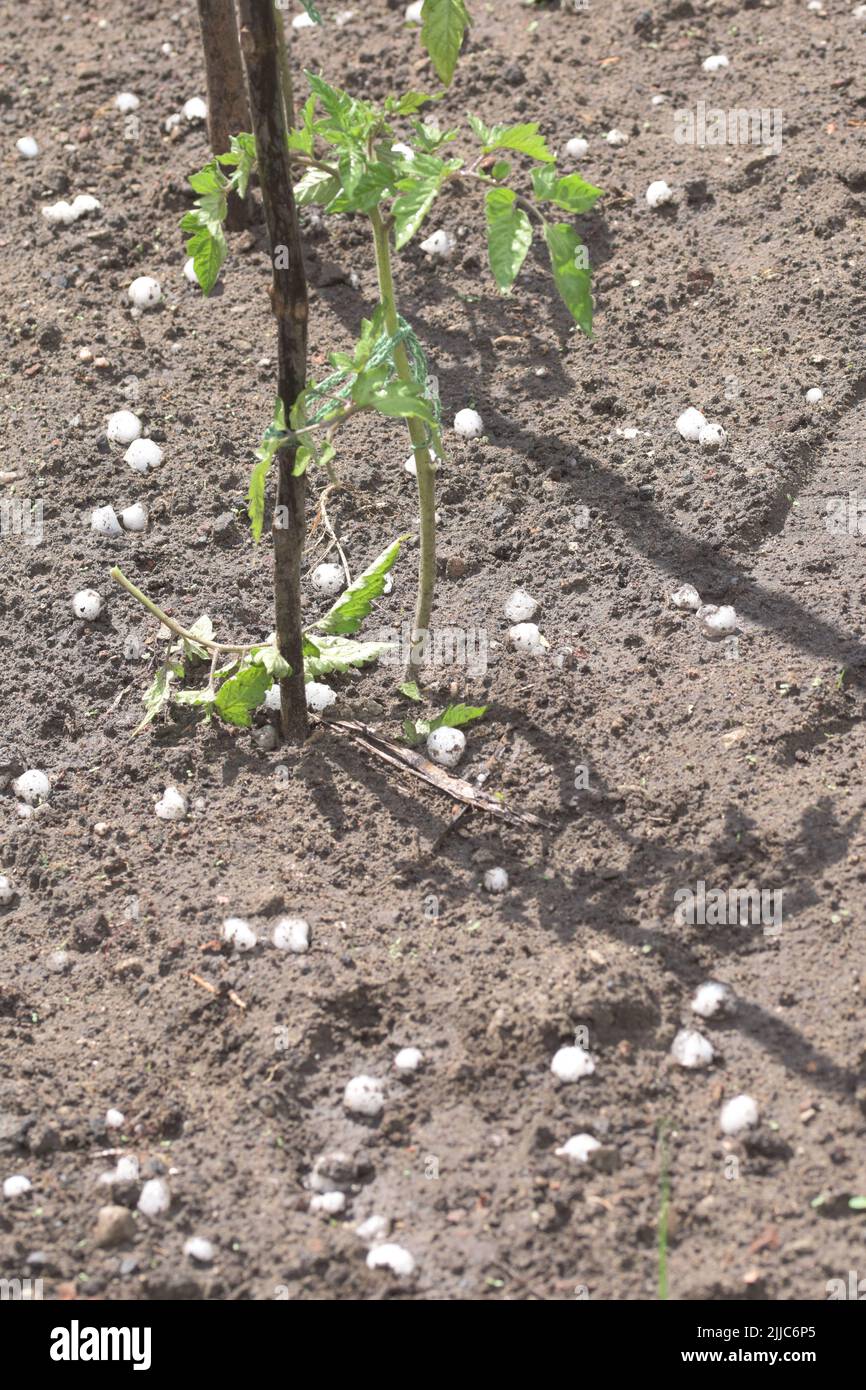 Hail falls on small plants in pots and in the ground during hot summer. Stock Photo