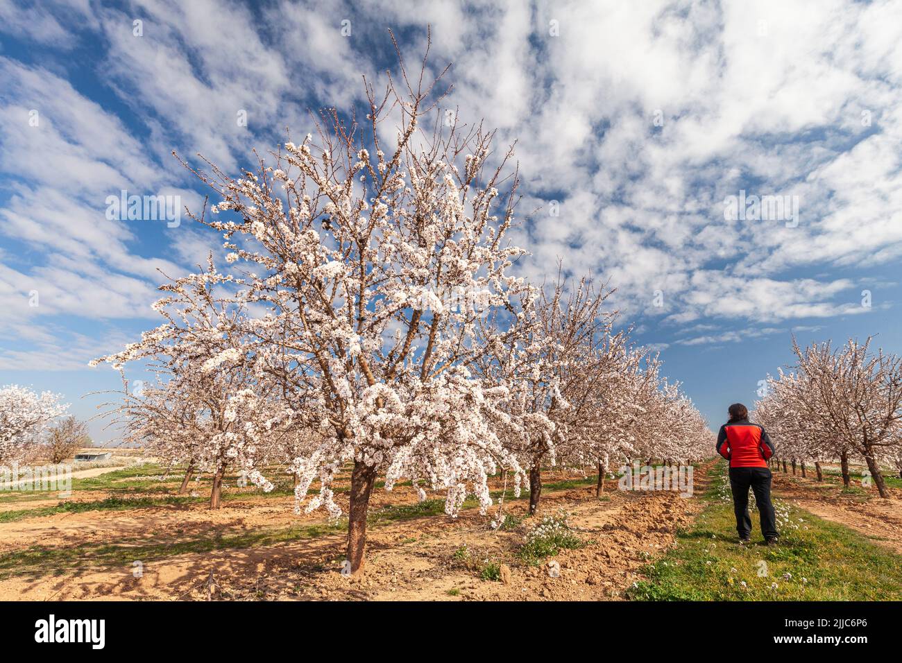 Almond fields near Binaced, Huesca, Spain Stock Photo