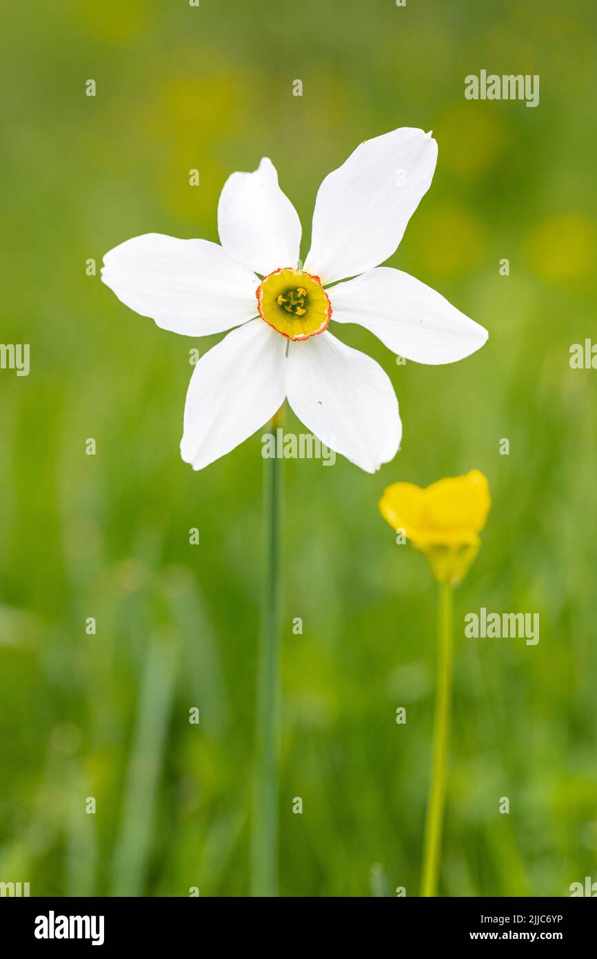 Poet's daffodil, poet's narcissus, nargis, pheasant's eye, findern flower or pinkster lily - Narcissus poeticus -, Isil Valley, Lleida,  Spain Stock Photo