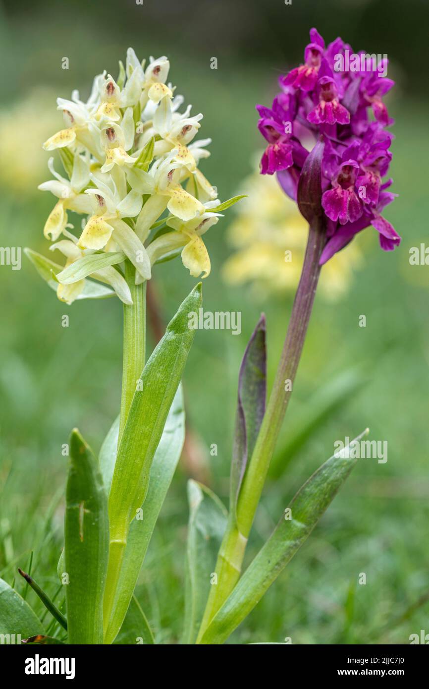 Elder-flowered Orchid - Dactylorhiza sambucina-, Natural Park of Posets-Maladeta, Benasque Valley, Huesca, Spain Stock Photo