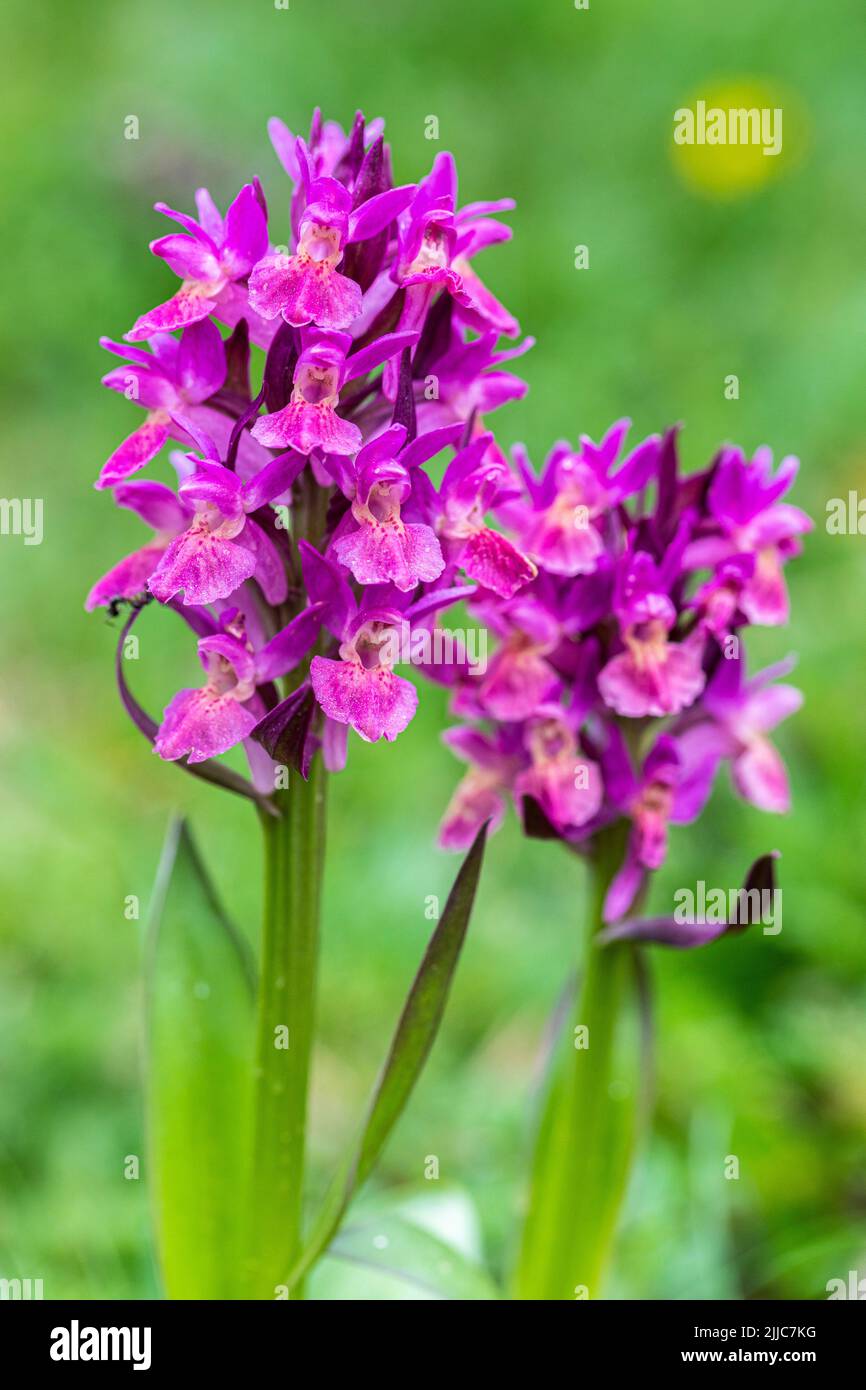 Elder-flowered Orchid - Dactylorhiza sambucina-, Natural Park of Posets-Maladeta, Benasque Valley, Huesca, Spain Stock Photo