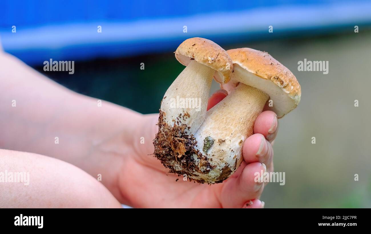 Porcini mushrooms. A woman's hand holds two beautiful boletus. Close-up Stock Photo