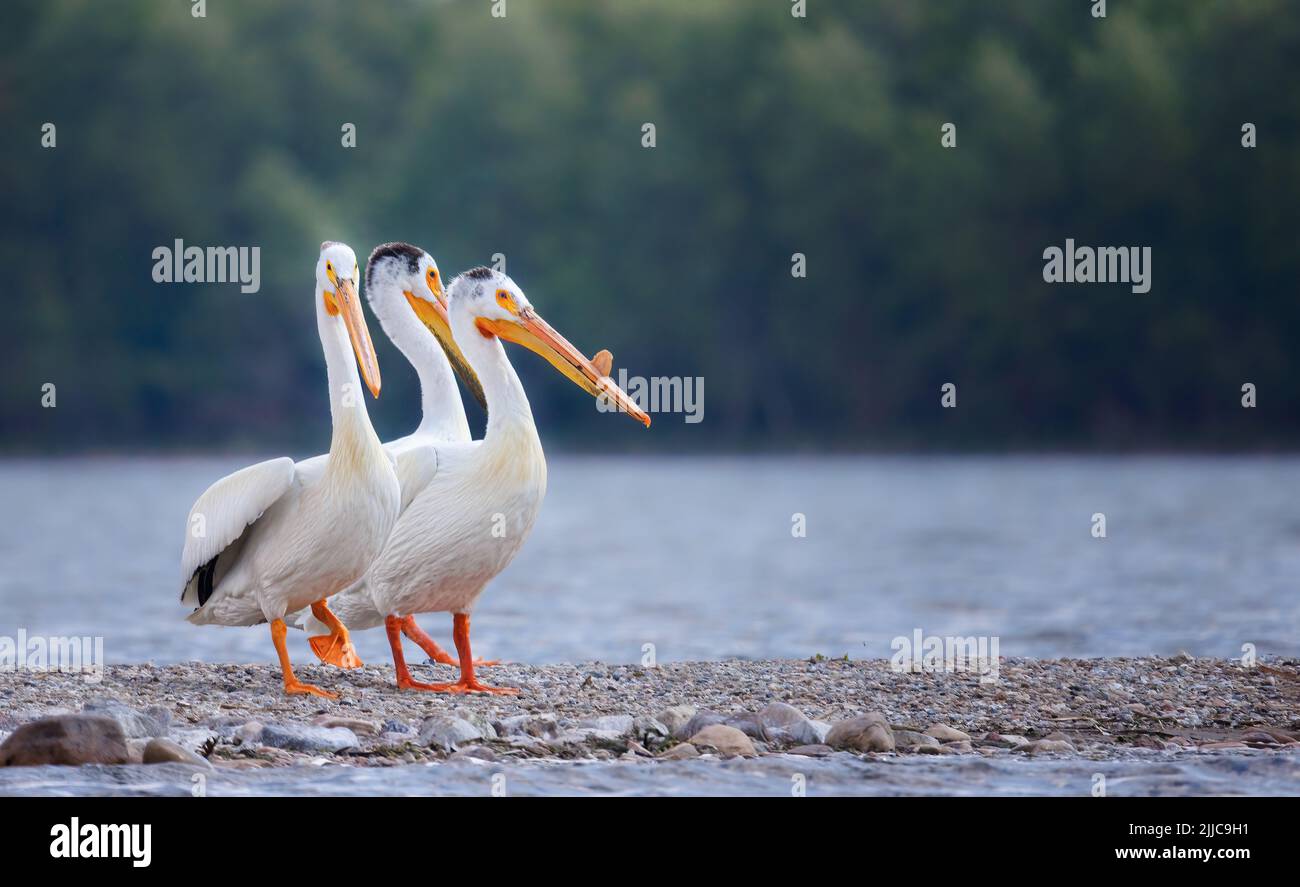 A small group of American white pelicans standing close together on a sandbar in the middle of a lake Stock Photo