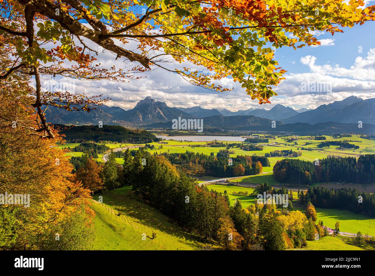 panoramic landscape at autumn with tree and mountain Stock Photo