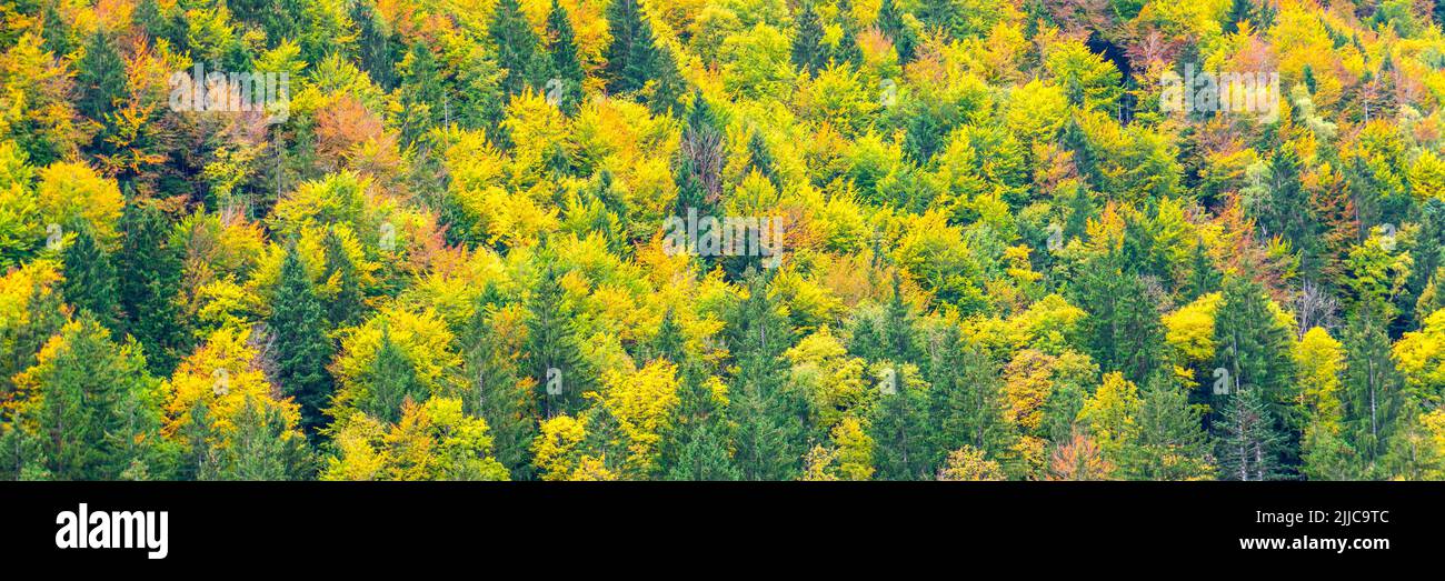 panoramic landscape with forest at autumn Stock Photo