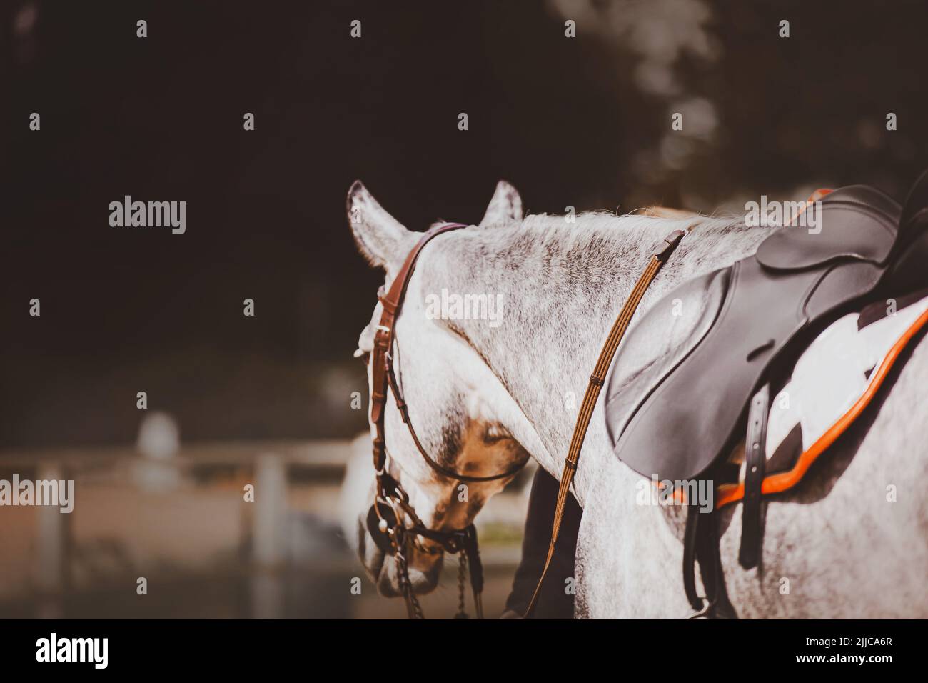 Rear view of a beautiful dappled gray horse dressed in sports gear: saddle, bridle and saddlecloth. Equestrian sports. Horse riding. Stock Photo