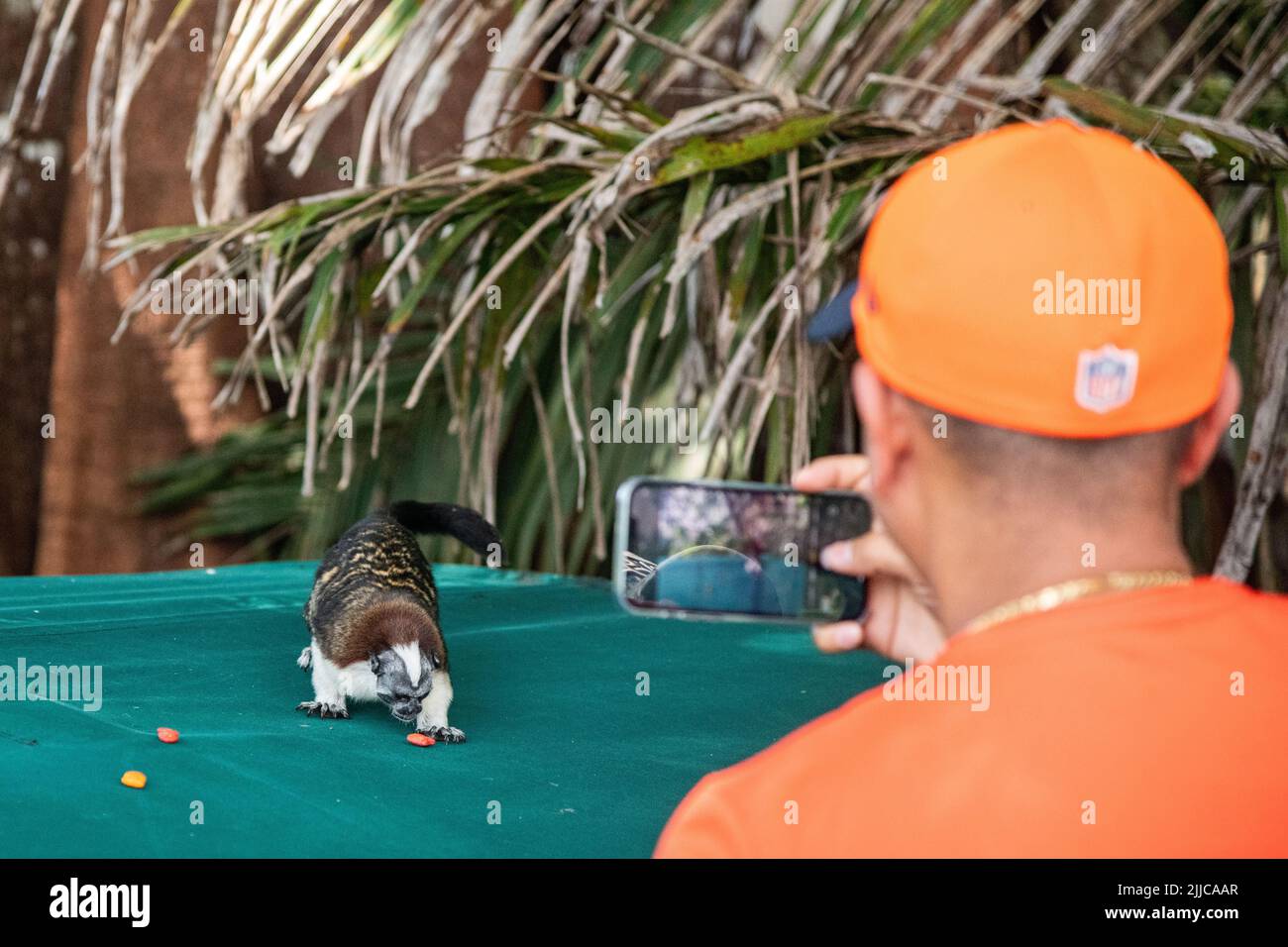 A geoffroys tamarin monkey eating a piece of apple on a boat at Monkey