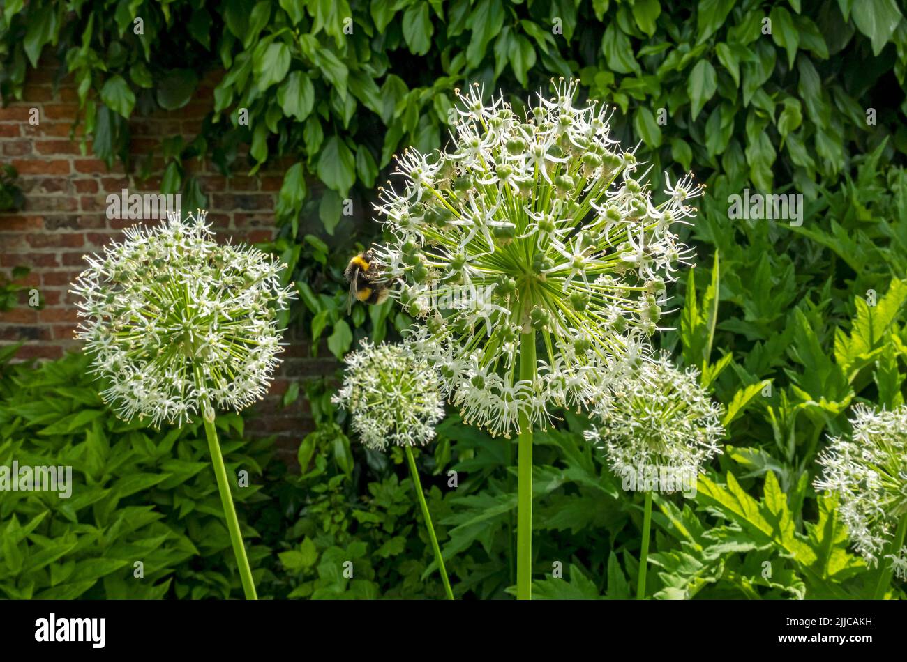 Close up of white alliums allium flowers flower flowering ornamental onions in a summer garden England UK United Kingdom GB Great Britain Stock Photo