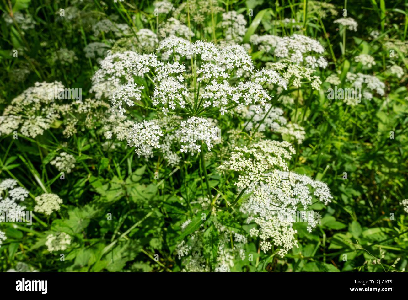 Close up of white anthriscus sylvestris cow parsley wild flowers flower flowering in summer meadow England UK United Kingdom GB Great Britain Stock Photo