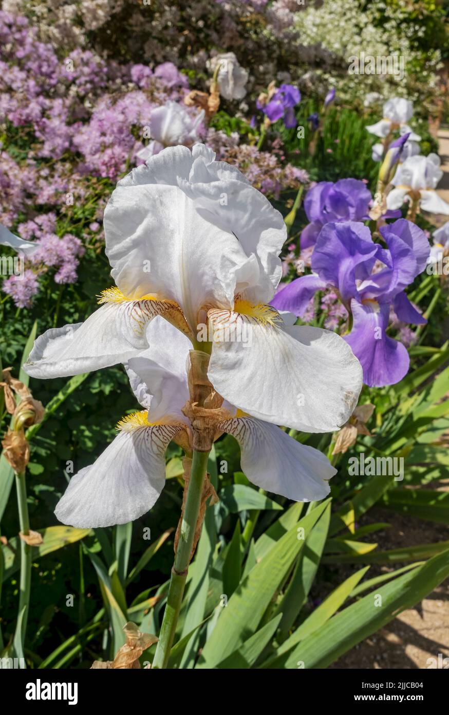 Close up of white and purple bearded iris irises flowering flowers flower in a garden border in summer England UK United Kingdom GB Great Britain Stock Photo