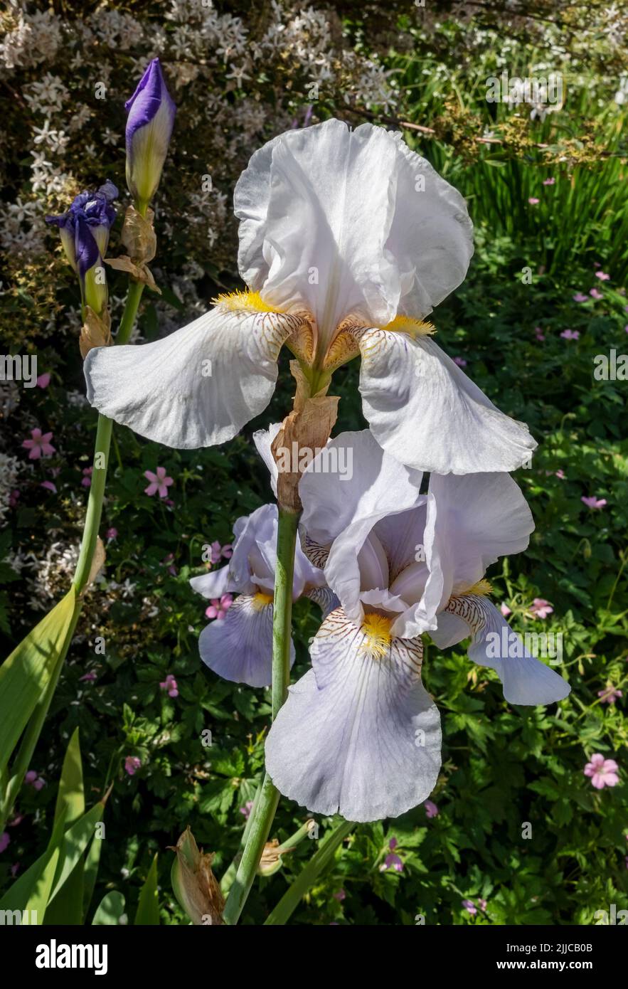 Close up of white bearded iris irises germanica flowering flowers flower in a garden border in summer England UK United Kingdom GB Great Britain Stock Photo