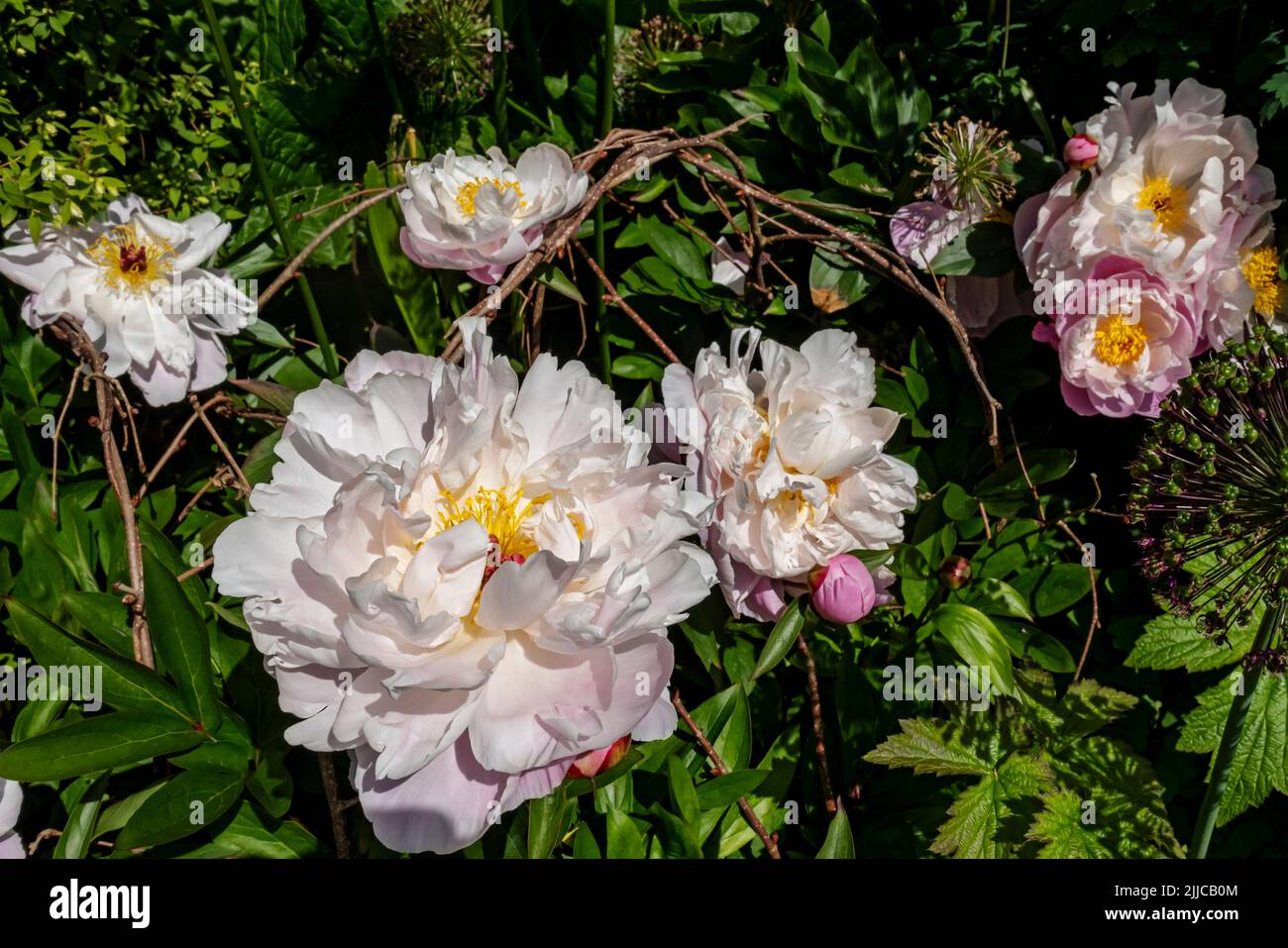 Close up of pink white peony peonies paeonia flowers flower in the cottage garden in summer England UK United Kingdom GB Great Britain Stock Photo