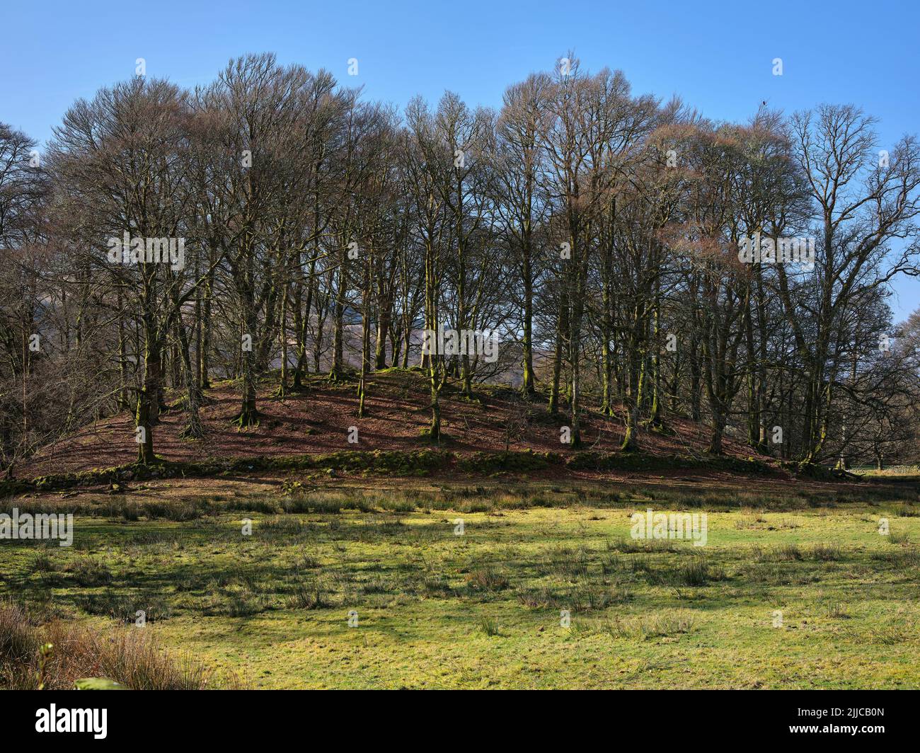 A hummock of trees greet the morning sun on the rush strewn pasture on the west coast of Scotland. Argyll Stock Photo