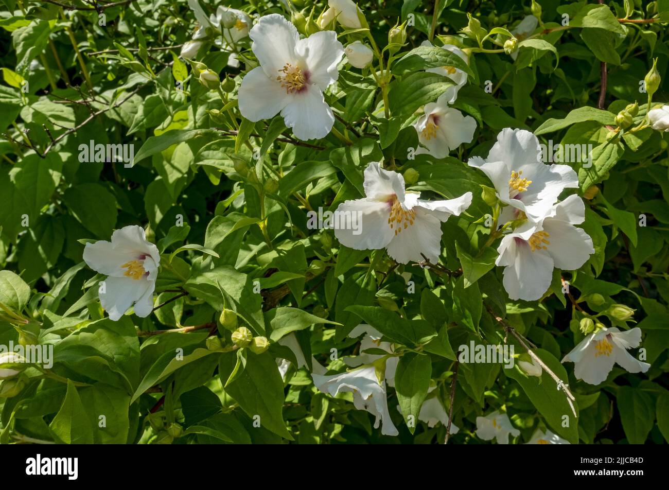 Close up of philadelphus coronarius mock orange Hydrangeaceae white flowering flowers flower in a garden border in summer England UK Britain Stock Photo