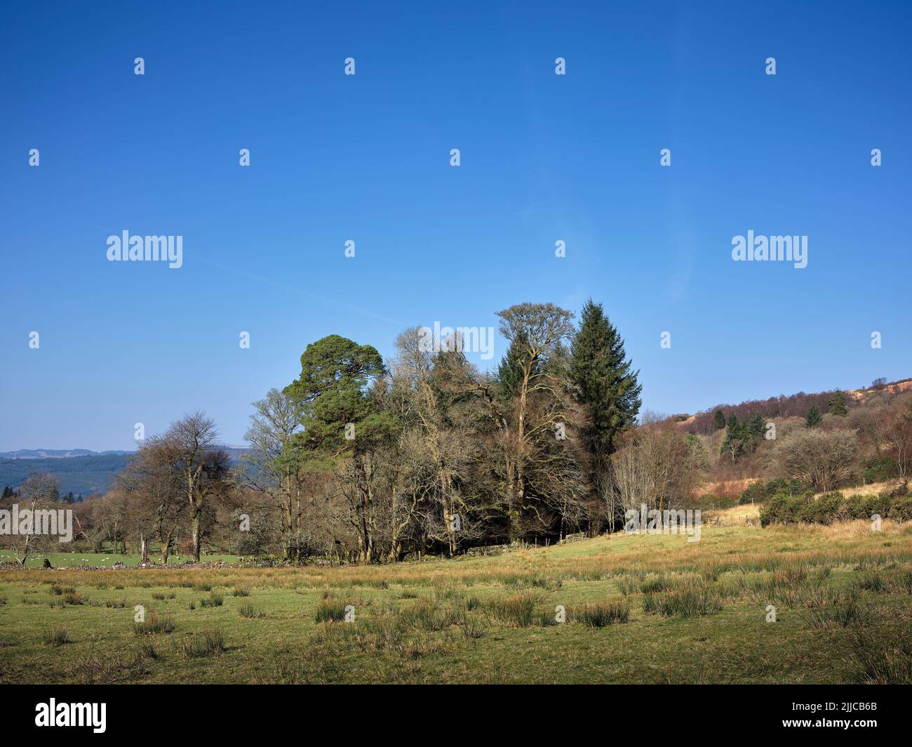 With a flock of sheep grazing in the distance, a group of trees greet the morning sun on the rush strewn pasture on the west coast of Scotland. Argyll Stock Photo