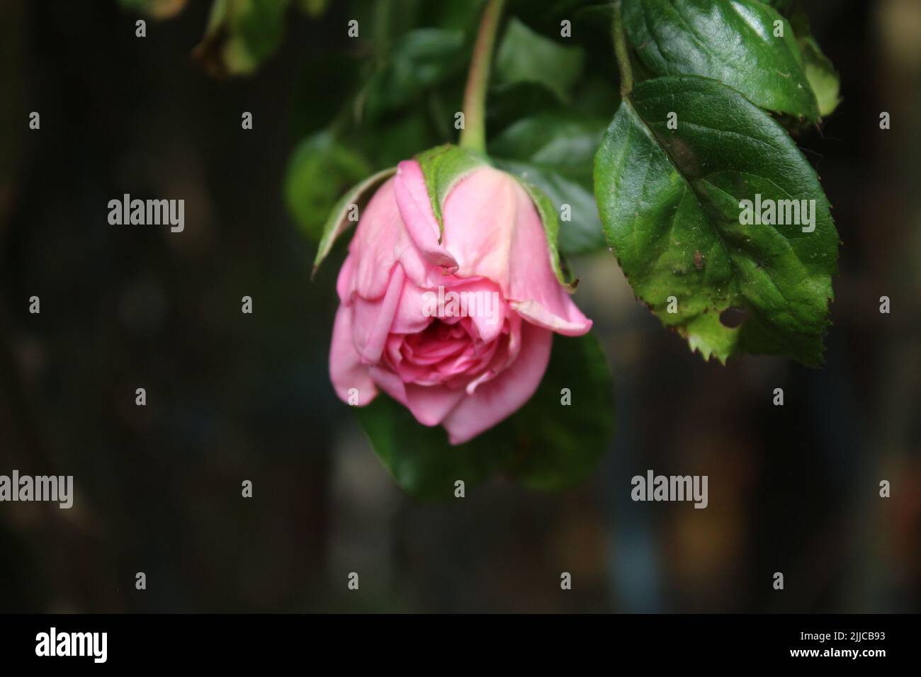 Pink roses in closeup. Photography of the Queen of Flowers. A bushy