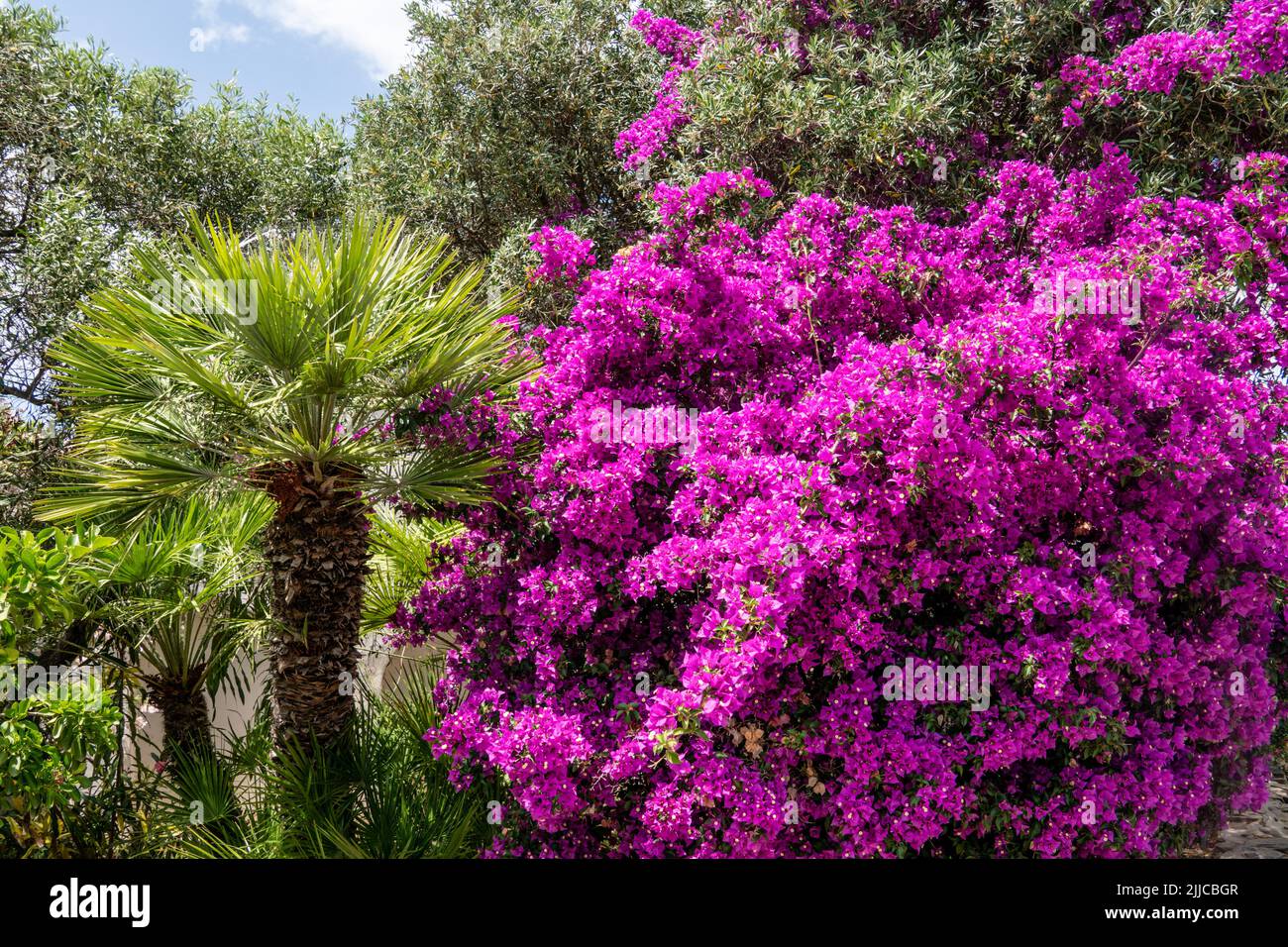 Palmen und Bougainville, Drillingsblume, Sardinien, Italien Stock Photo