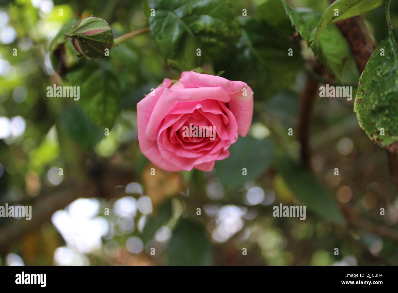 Pink roses in closeup. Photography of the Queen of Flowers. A bushy
