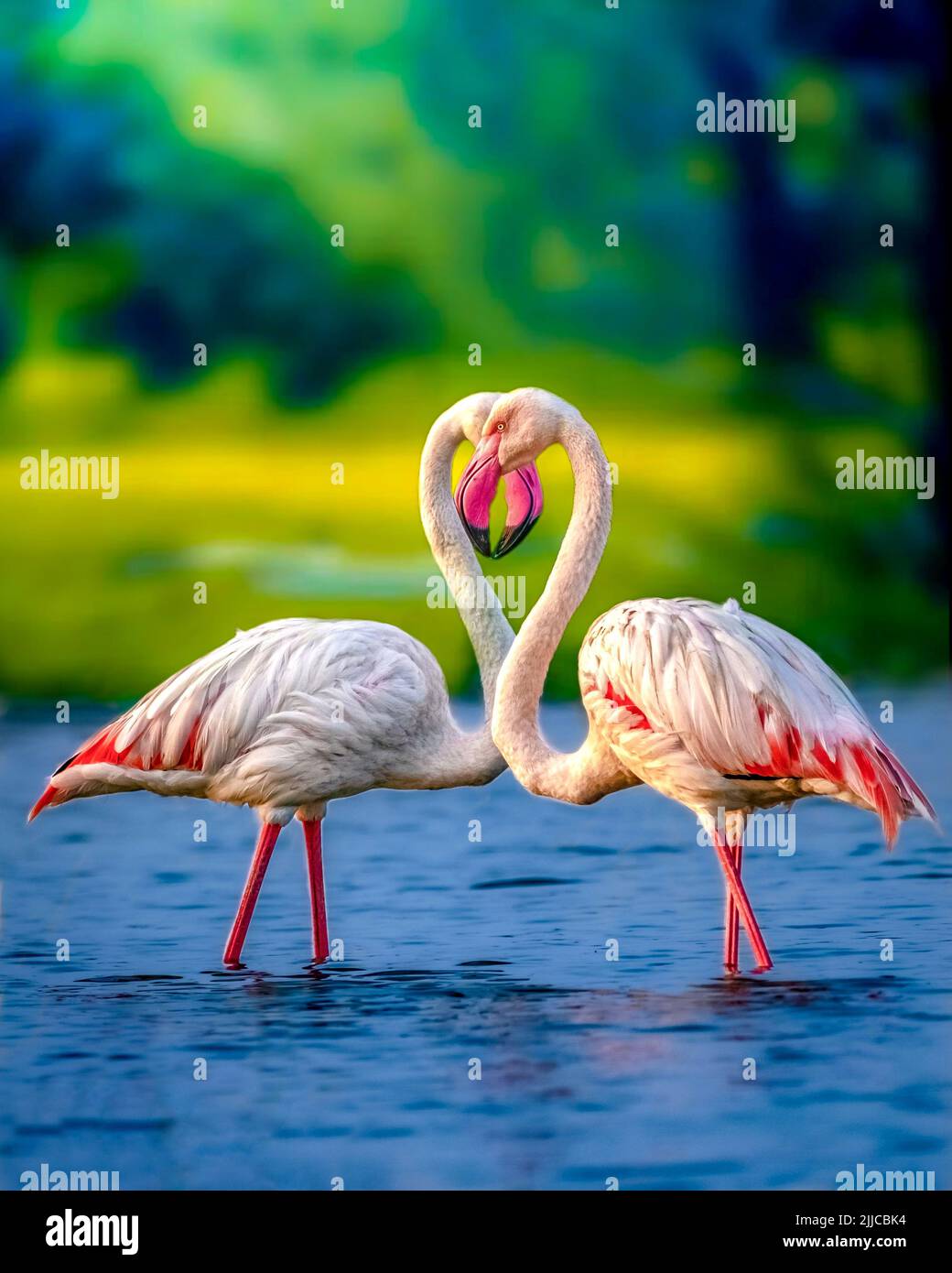 The two flamingos bow their head in a courting ritual. Bhima River, Maharashtra, India: THIS PAIR of flamingo dancers are captured during their iconic Stock Photo