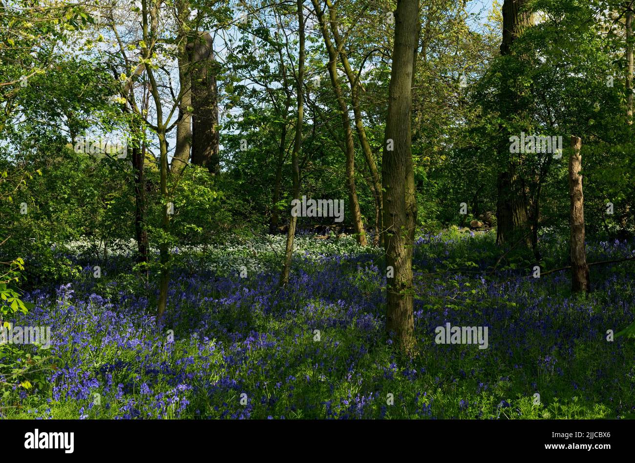 Wild English bluebells flower blue flowers and wild garlic flowering growing in a wood woods woodland trees spring North Yorkshire England UK Stock Photo